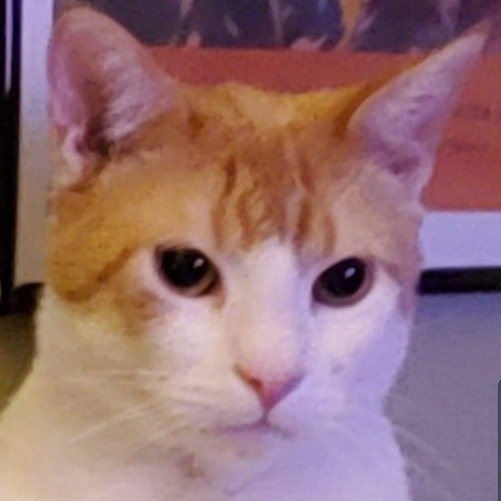 Meet your Posher, Kristie